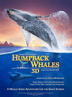Cá Voi Lưng Gù - Humpback Whales 